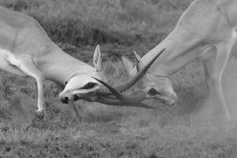 Tanzania - Serengeti National Park - Tanzania Safari to Serengeti National Park and Ngorongoro Crater