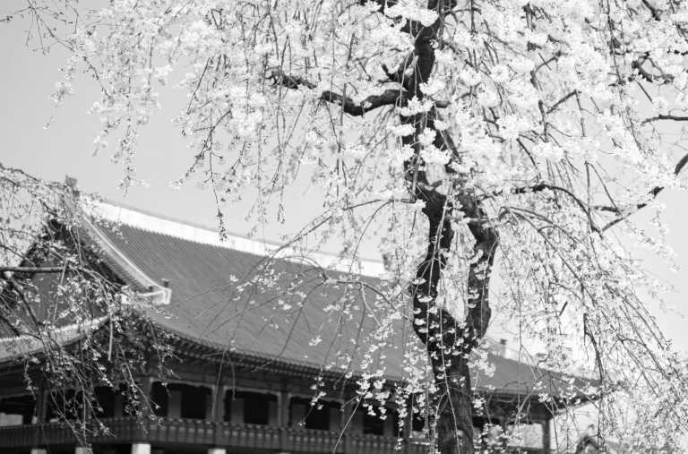 Korea, South - Jinhae-gu - Cherry blossom viewing at the best spots in Korea 🌸 - 2
