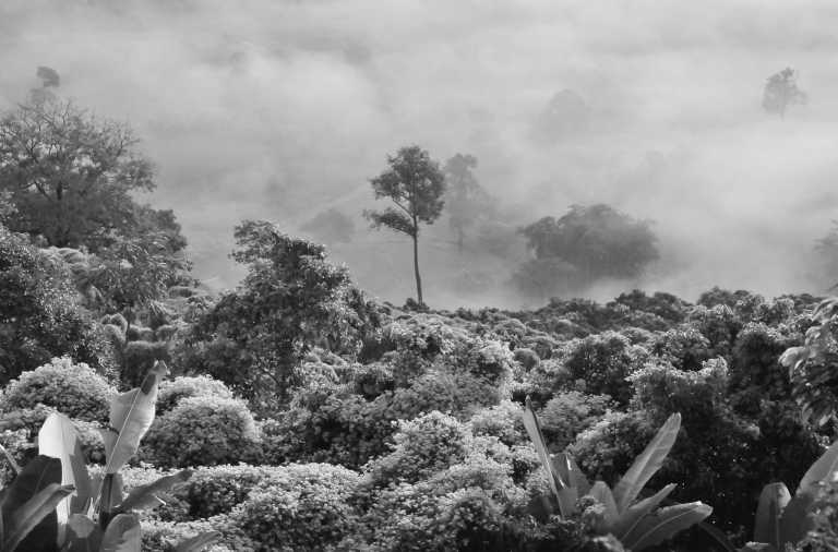 Brazil - Tarauacá - Spiritual Retreat in the Heart of the Amazon Rainforest 🌳