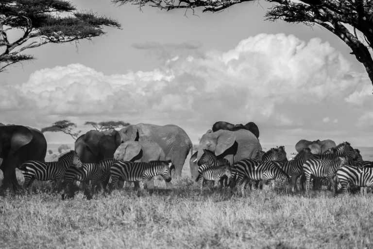 Tansania - Tarangire National Park - Serengeti Migration Safari in Tanzania Africa - 1