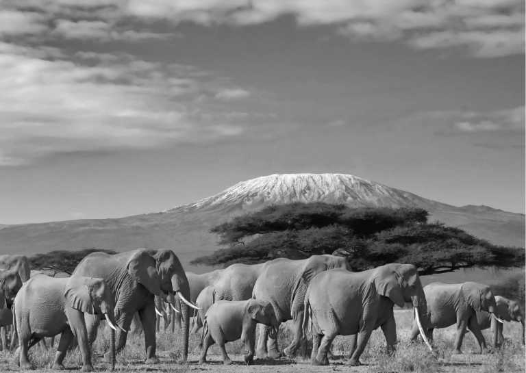 Tansania - Safari in Tanzania - The Adventure of your Lifetime! - JoinMyTrip