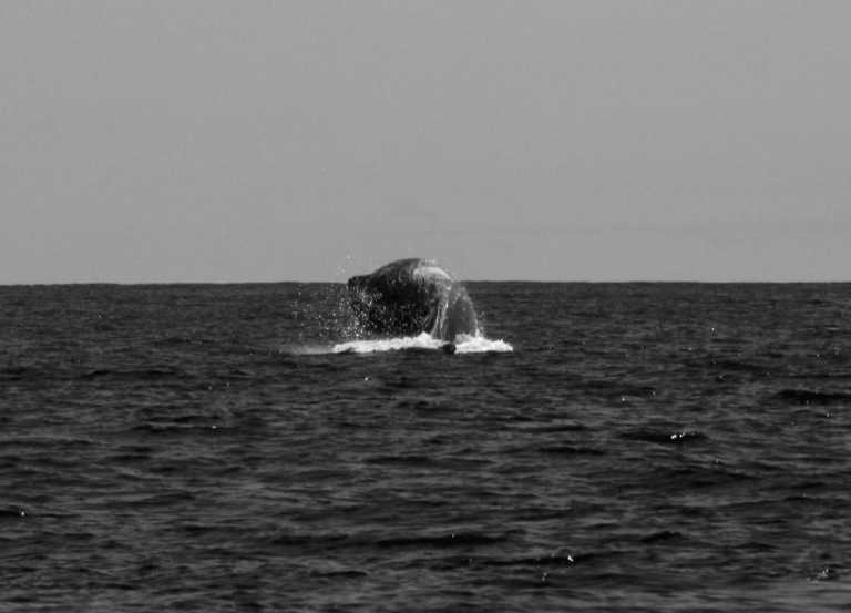 Portugal - São Miguel - Azores - WaterWellness, OceanLife & Volcanic treasures - 4