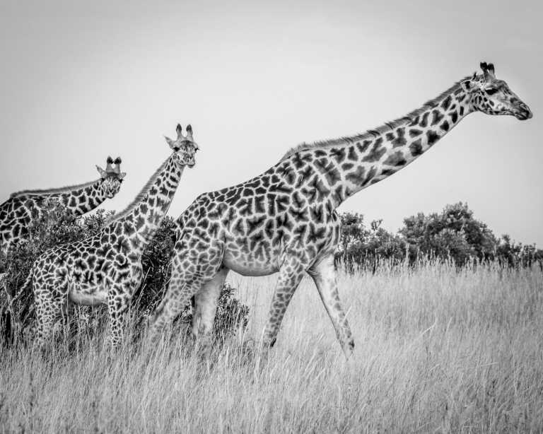 Kenya - Kenya Adventure Safari + Beach Stay (private room fits 1 pax) - JoinMyTrip