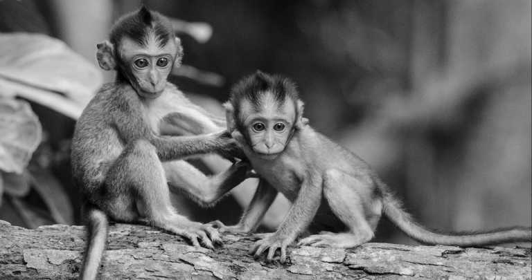 Bolivien - Rurrenabaque - Work and travel in South America - Volunteer in an Animal Sanctuary in Bolivia - 1