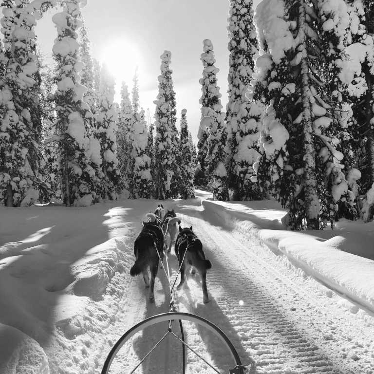 Finland - Levi - Ski Camp in Lapland: See Northern Lights, Ride Husky Sleds and Try Ice-Swimming