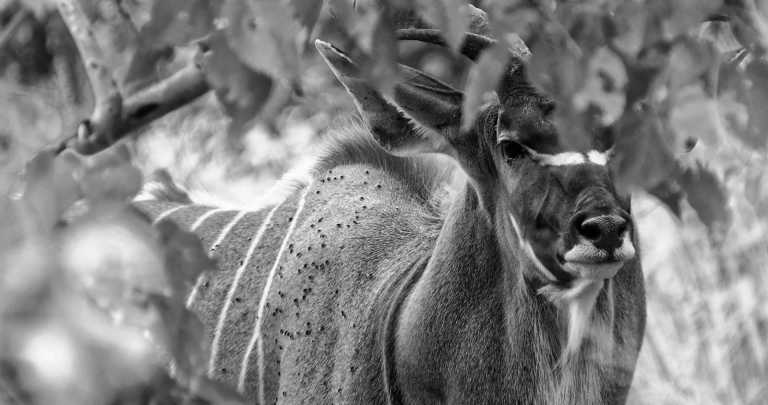 Sub-Saharan Africa - Chobe National Park - Victoria Falls & Botswana Parks