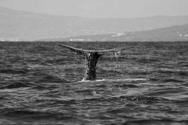 Portugal - Pico Island - Azores - meet biggest whales & wild dolphins in their natural habitat  🐋