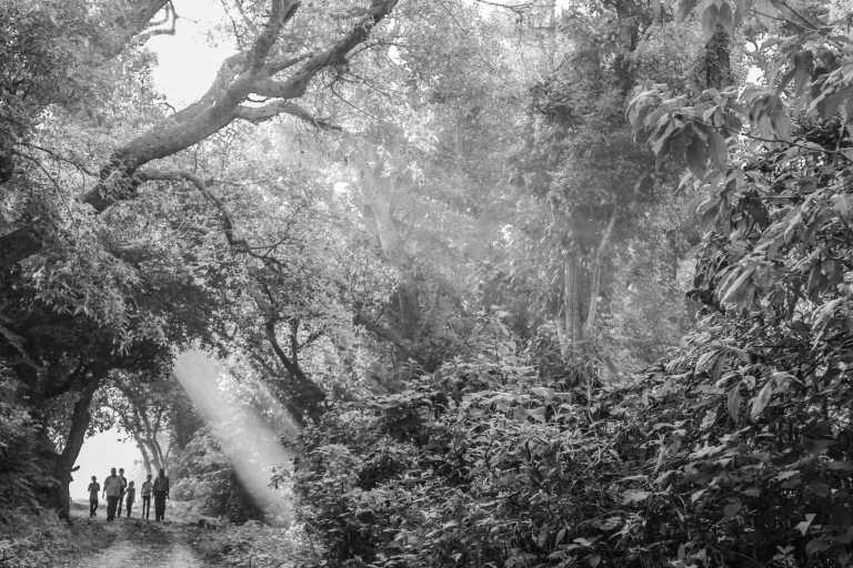 Brazil - Amazon Rainforest - Spiritual Retreat in the Heart of the Amazon Rainforest 🌳 - 1