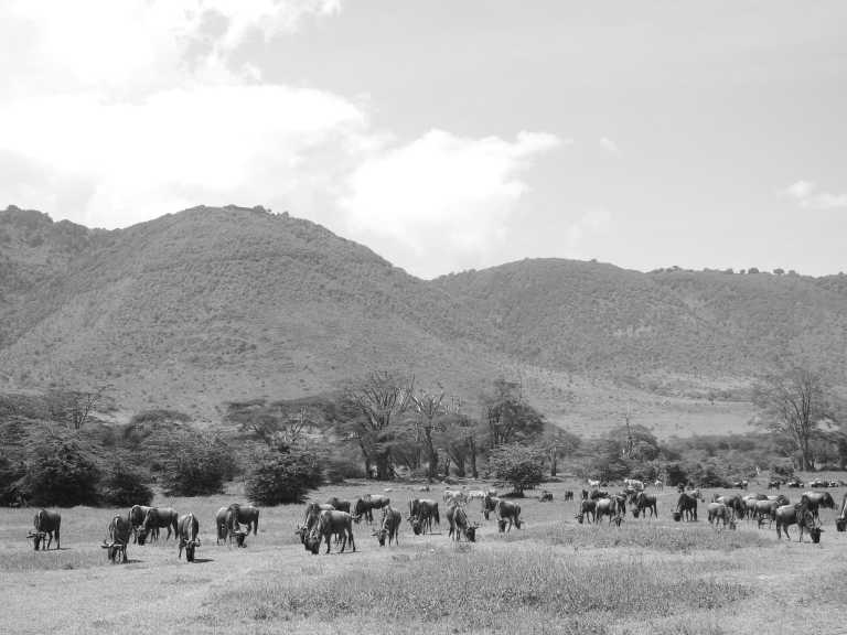 Tanzania - 6 Days Tanzania Safari to Tarangire, Serengeti and Ngorongoro Crater - JoinMyTrip