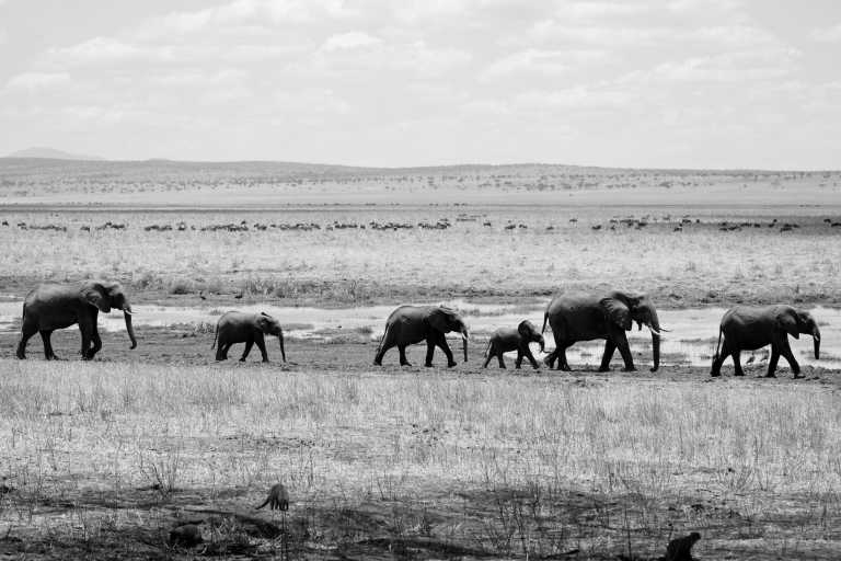 Tansania - Serengeti National Park - 4 Day Tanzania Safari to Serengeti National Park and Ngorongoro Crater