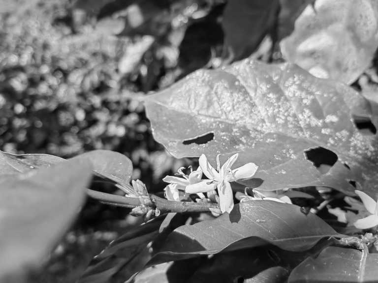 Costa Rica - Naranjo de Alajuela - Certified Barista Training in Costa Rica: Discovering Beautiful Biodiversity Through Coffee Adventures - 2
