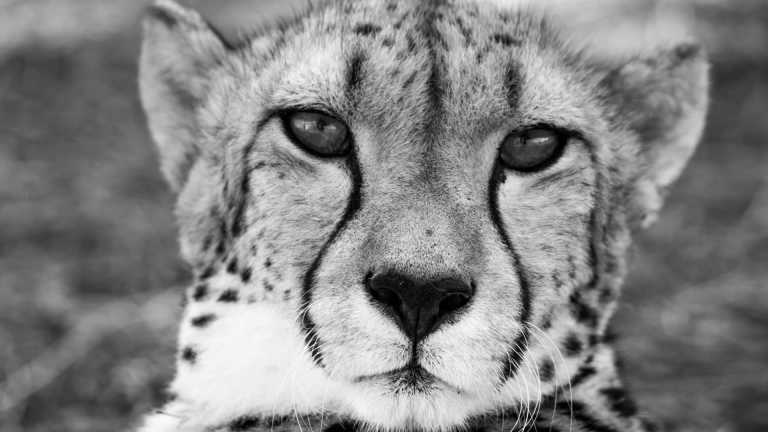 South Africa - South Africa 🇿🇦​  Adventure Safaris in Pilanesberg National Park - JoinMyTrip