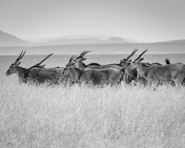 Kenya - Experience The Great Migration Maasai Mara and Cycling in the Wild All Inclusive - JoinMyTrip
