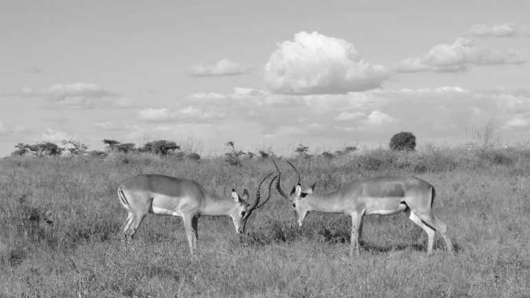 Tansania - Culture &Wildlife experience in Tanzania. - JoinMyTrip