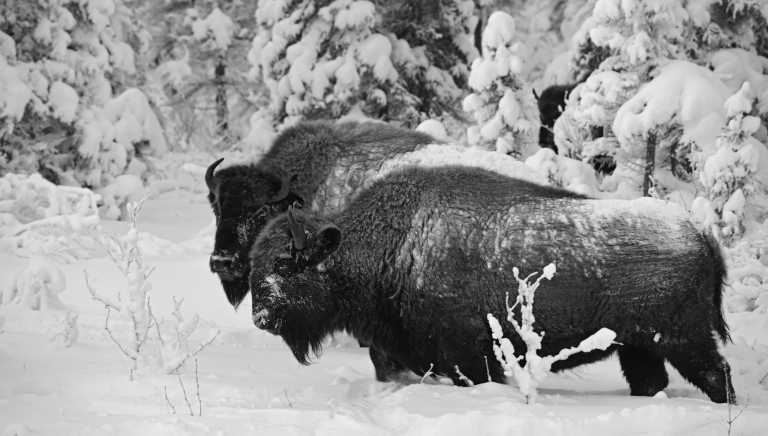 Romania - New Year's Eve & Wild Transylvania: Bisons, Castles & Winter Trekking 🇷🇴 - JoinMyTrip