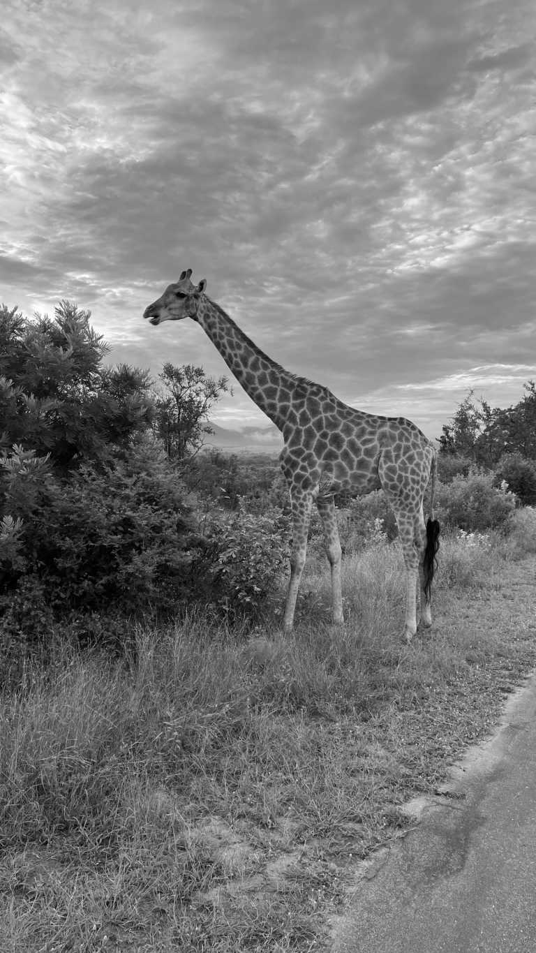 Sub-Saharan Africa - Flughafen O. R. Tambo - Echoes of the Wild: A Journey from Kruger's Big Five to Mozambique's Whale Wonders - 1