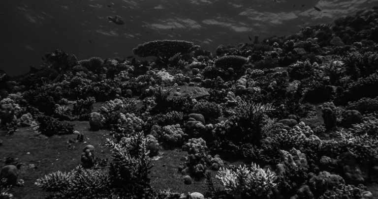 Ägypten - Tiran Island - Tauchreise als Gruppe nach  Sharm el Sheikh