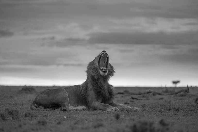 Kenia - Kenya's Wildlife Wonders: Maasai Mara, Lake Nakuru & Nairobi National Park Adventure - JoinMyTrip