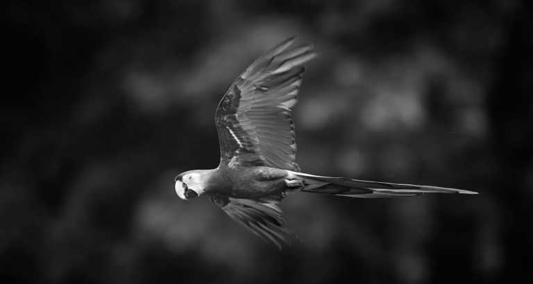 Ecuador - Amazon Lodge Cuyabeno Reserve - JoinMyTrip