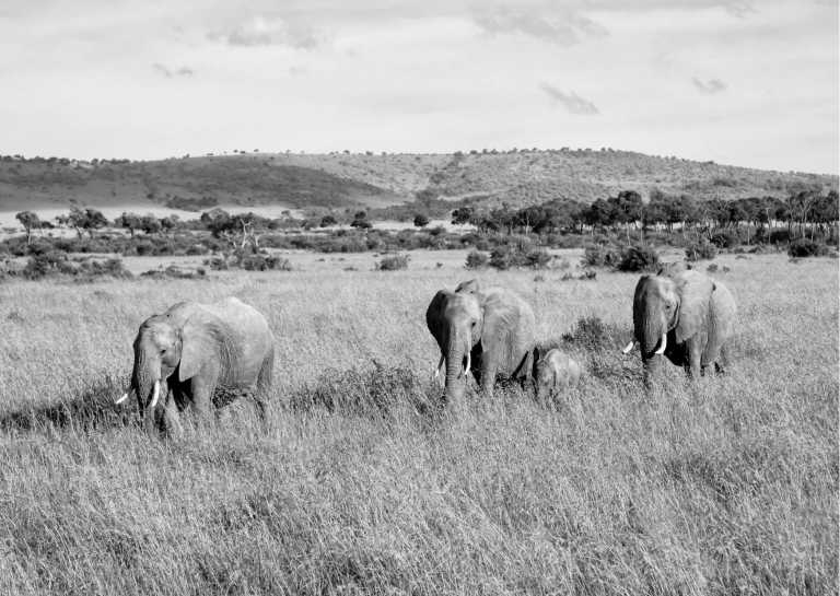 Kenia - Kenya Safari Adventure: Explore Maasai Mara, Lake Nakuru, and Amboseli in a Spectacular Expedition - JoinMyTrip