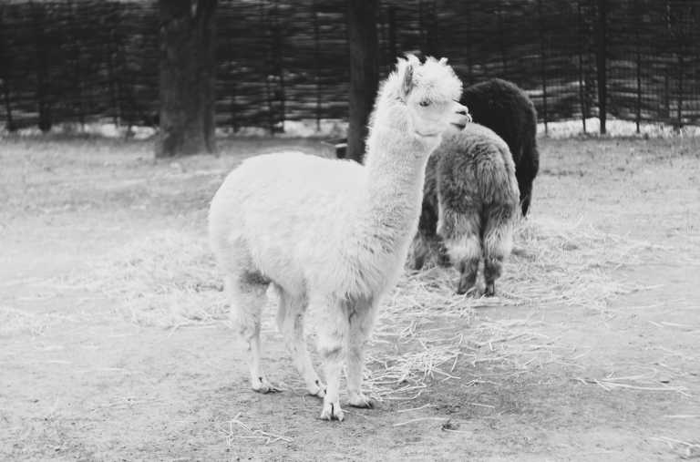 Austria - Vienna - Explore Vienna on the Weekend and meet Alpacas 🦙