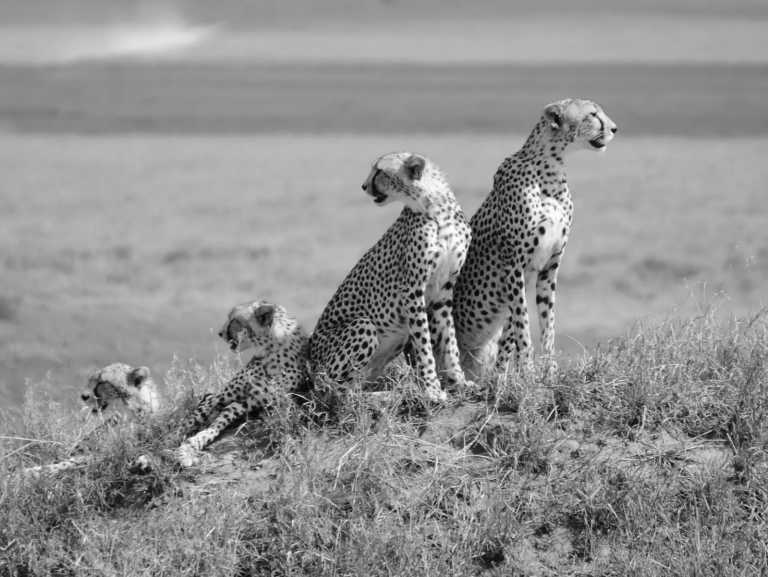 Tanzania - Tarangire National Park - Tanzania: following the great migration - 3
