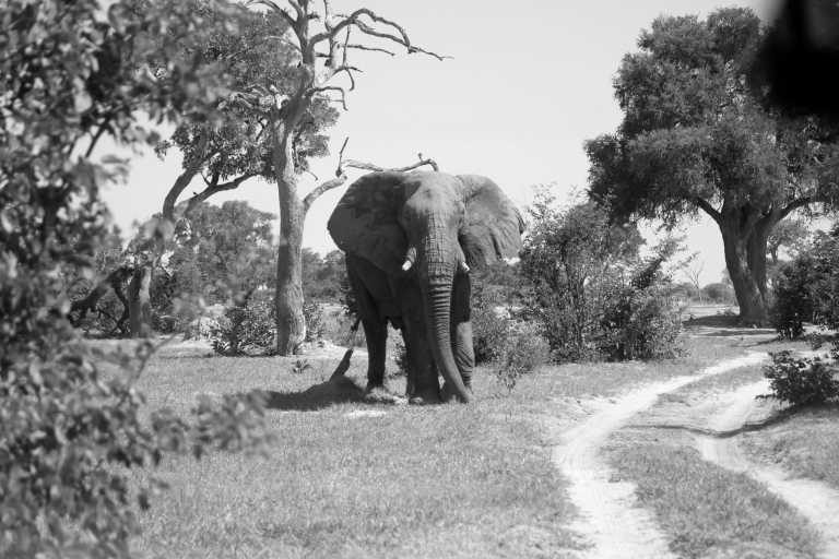 Südliches Afrika - Botswana Explorer - Entdecke Botswana's Natur und Tierwelt im 4x4 - JoinMyTrip