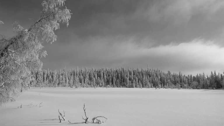 Finland - Bärenrunde in Lappland  - JoinMyTrip