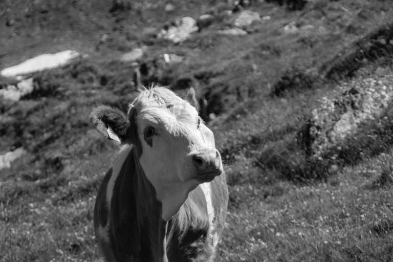 Austria - Austrian Countryside Escape: All-Inclusive Coworking Trip - JoinMyTrip