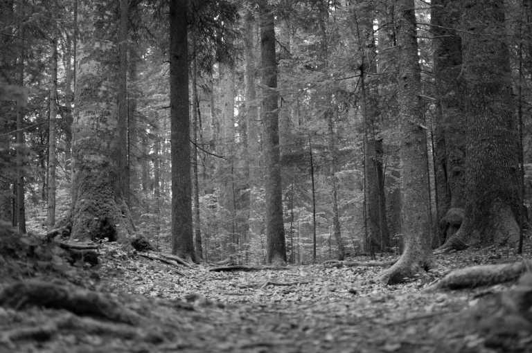 Europe - Fruška Gora - Offroad durch Serbien und Bulgarien - Wildcamping Abenteuer