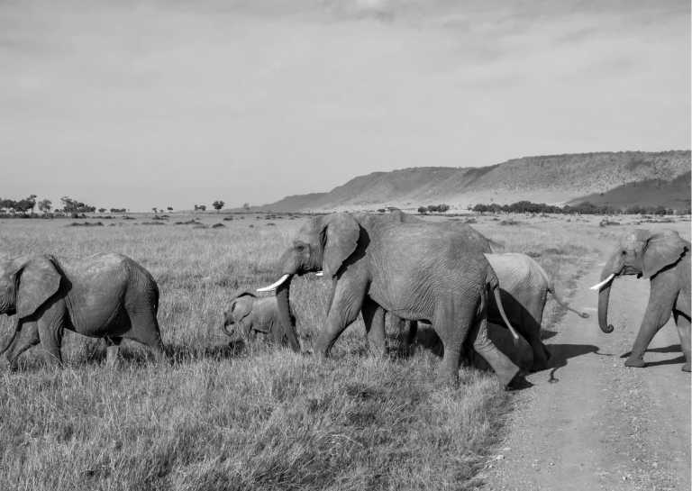 Kenya - Masai Mara National Reserve - Unforgettable Safari Experience: Maasai Mara, Lake Nakuru, and Amboseli Expedition in Kenya