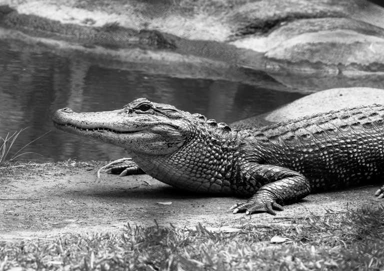 Bangladesh - Explore the Crocodile Farm and Silver Castle Resort in Mymensingh, Bangladesh - JoinMyTrip