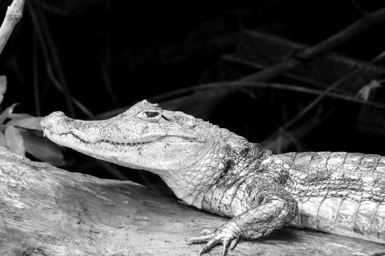 Costa Rica - Playa Hermosa - Explore Costa Rica and the true meaning of "Pura Vida" with a local! (Guided Trip) ☀️
