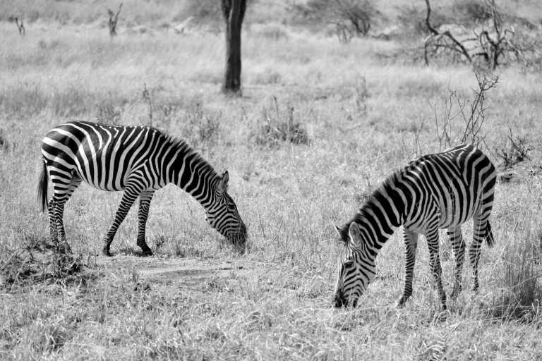Tanzania - Serengeti National Park - 6 Days Tanzania Safari to Tarangire, Serengeti and Ngorongoro Crater