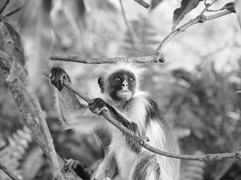 Tanzania - Jozani Forest - Zanzibar Wanderlust: From Stone Town to Paradise Beaches in Tanzania - 1