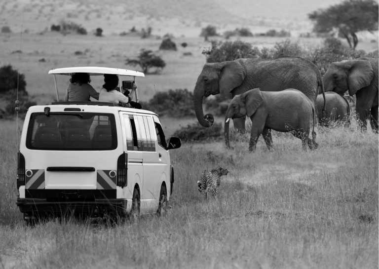 Kenya - Masai Mara National Reserve - Unforgettable Safari Experience: Maasai Mara, Lake Nakuru, and Amboseli Expedition in Kenya