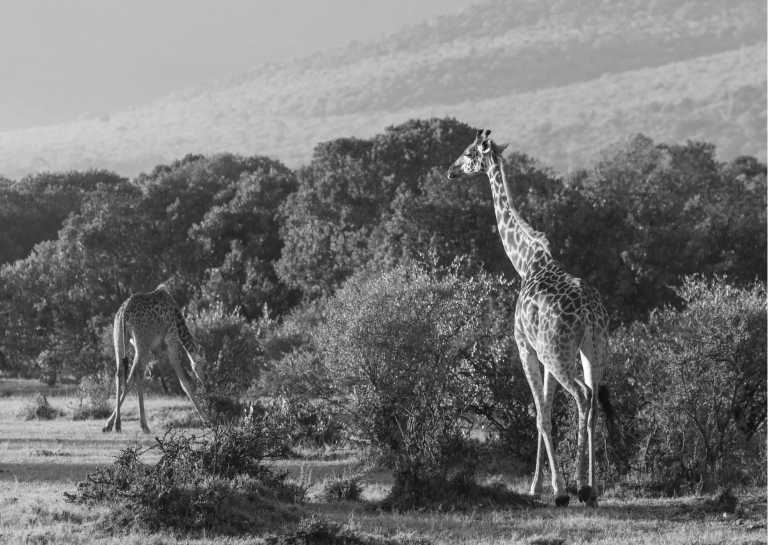 Kenya - Exploring an Epic Safari Nature Reserve: Maasai Mara National Reserve, Kenya - JoinMyTrip