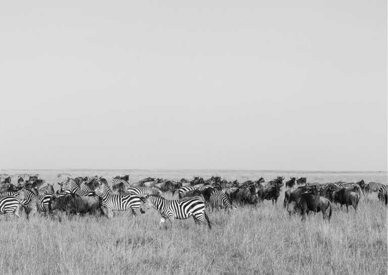 Kenya - 6 Nights | 7 Days: Classic Kenya Safari Trip With A Local - JoinMyTrip