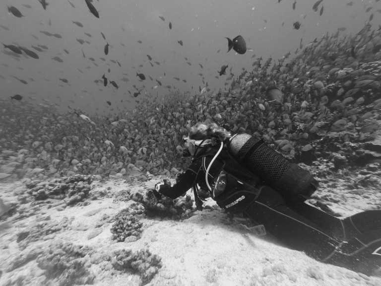 Spain - CoLearning - Let's Go Diving! 🤿 1 Week of diving in the coolest Spots of Mallorca ☀ - JoinMyTrip