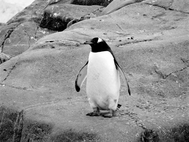 Peru - Palomino Islands - Peru Discovery Adventure: Machu Picchu, Rainbow Mountain, Sea Lions - 2