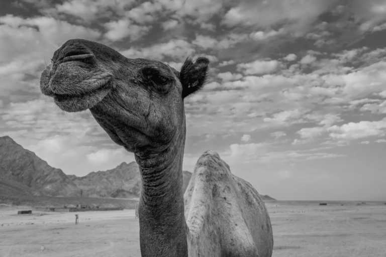 Egypt - Journey to Dahab: Exploring Nature's Treasures - JoinMyTrip
