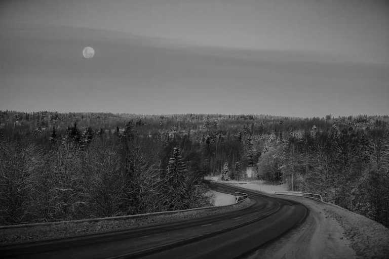 Sweden - Stockholm - Dog Sledding Tour in Sweden - Huskies, Northern Lights and Wilderness - 3