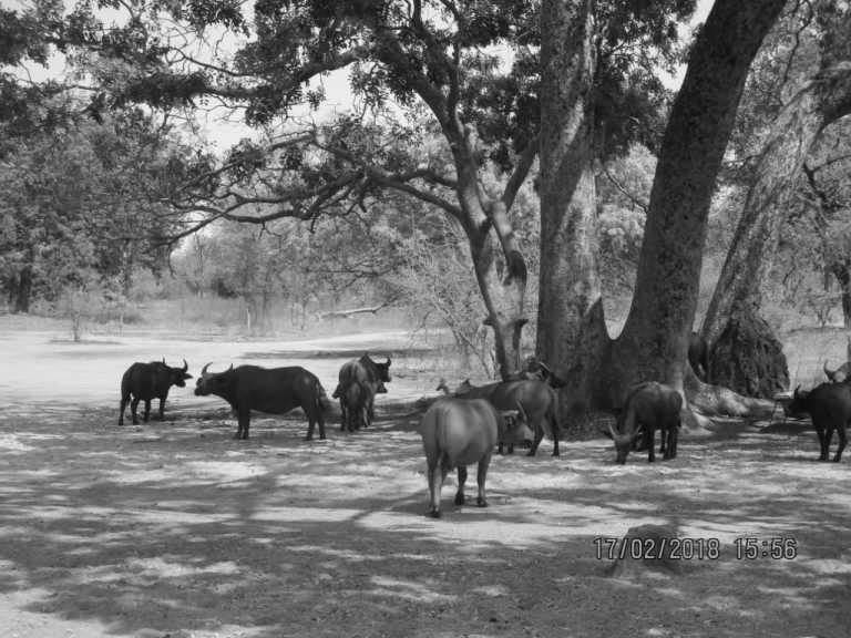 Gambia - Mr. B's Adventure Camp Buniadu - Abenteuerurlaub Afrika Gambia - 3
