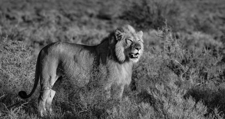 Tansania - Tarangire National Park - Budget Safari in Tanzania. - 2