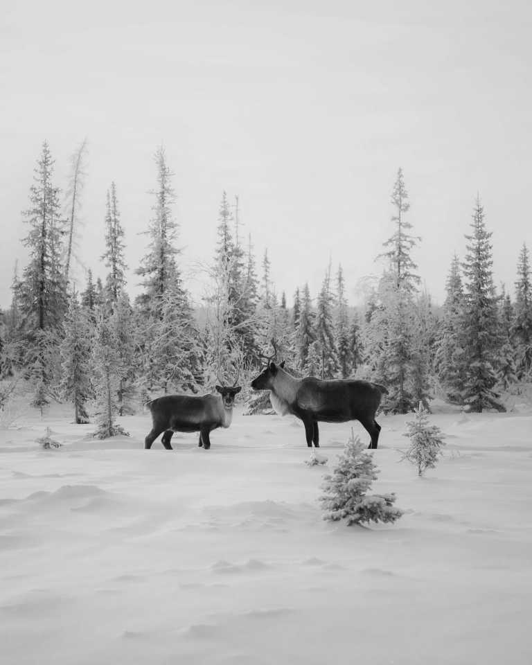 Finland - Levi - Ski Trip to Lapland: See Northern Lights, Ride Husky Sleds and Try Ice-Swimming