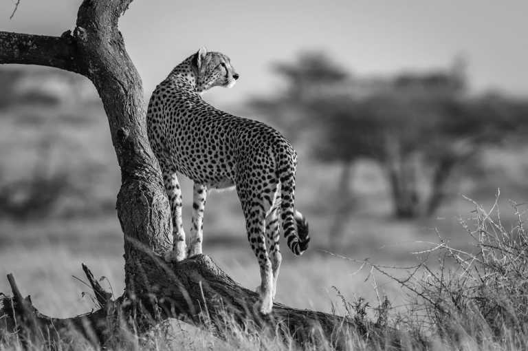Tanzania - 6 Days Tanzania Safari to Tarangire, Serengeti and Ngorongoro Crater - JoinMyTrip