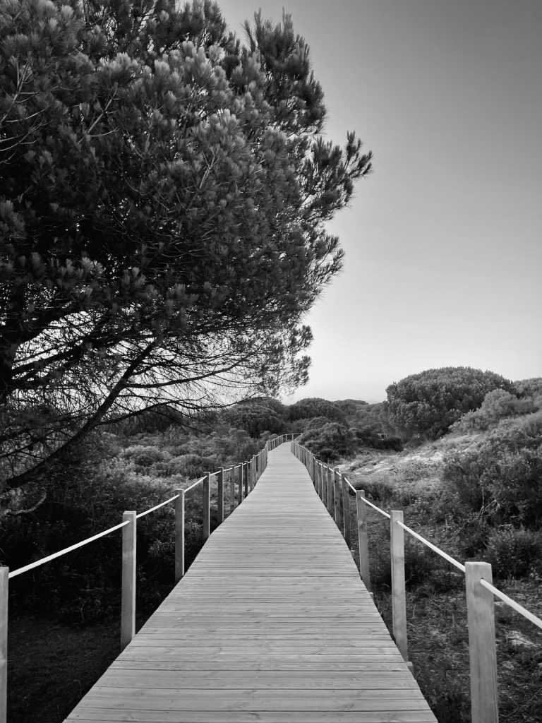Portugal - All-inclusive Yoga & Nature Retreat at Beachfront Spa Resort in Portugal: Explore the Sand Forest with a Local ॐ - JoinMyTrip