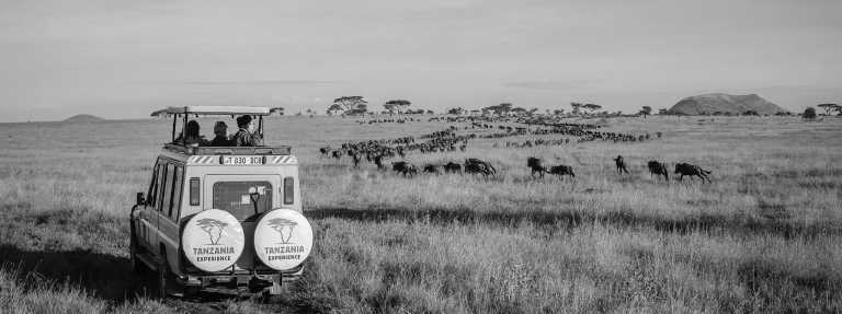 Tanzania - Tarangire National Park - Tanzania: following the great migration - 2