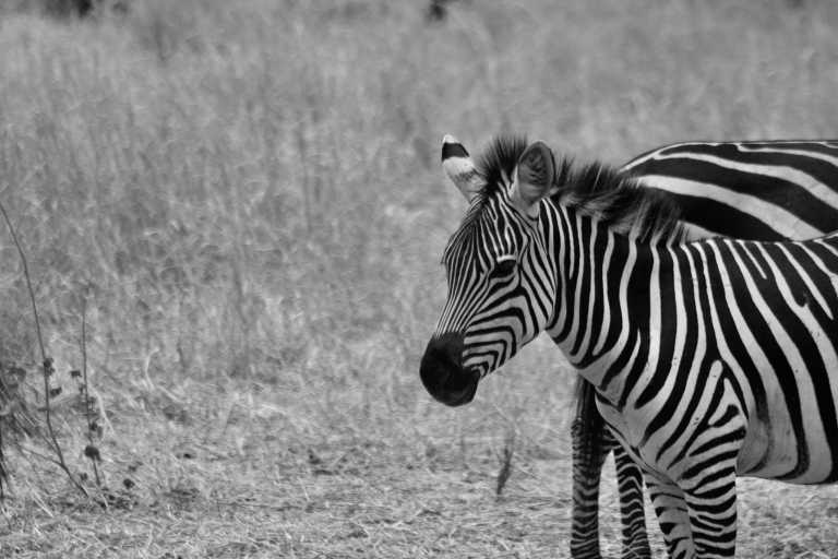 Tanzania - Serengeti National Park - Tanzania Safari to Serengeti National Park and Ngorongoro Crater