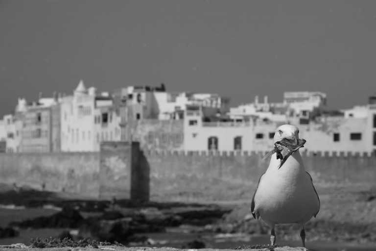 Morocco - Sqala du Port d'Essaouira - Exploring Essaouira, Morocco: Explore Hidden Gems from the Coastal of Essaouira - 3